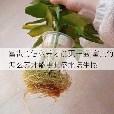 富贵竹怎么养才能更旺盛,富贵竹怎么养才能更旺盛水培生根