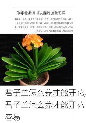 君子兰怎么养才能开花,君子兰怎么养才能开花 容易