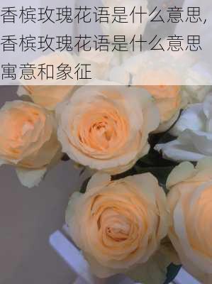 香槟玫瑰花语是什么意思,香槟玫瑰花语是什么意思 寓意和象征