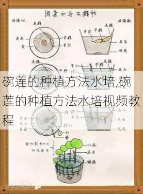 碗莲的种植方法水培,碗莲的种植方法水培视频教程