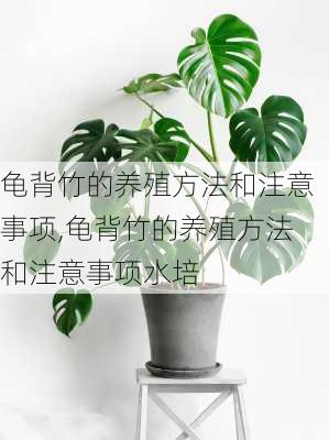 龟背竹的养殖方法和注意事项,龟背竹的养殖方法和注意事项水培