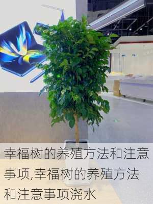 幸福树的养殖方法和注意事项,幸福树的养殖方法和注意事项浇水