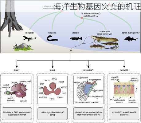 海洋生物基因突变的机理